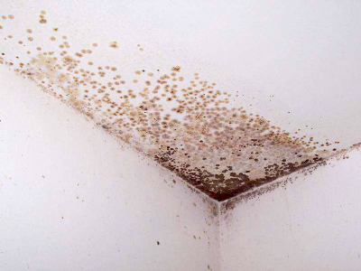 Muffe, condense e umidità